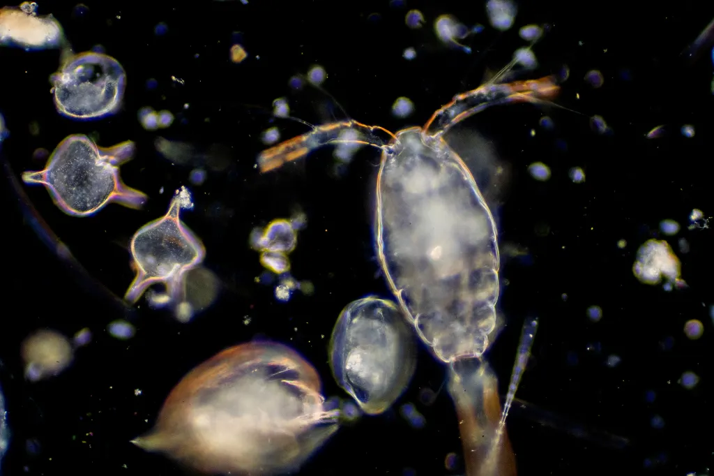 水中のプランクトンの画像
